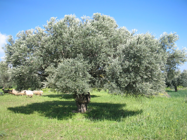 zeytin agacı