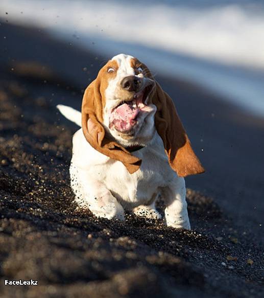 21 Foto Yang Harus Anda Lihat Setelah 21 Mei 2011 Berlalu - 18. Ekspresi seekor anjing basset yang sedang berjalan