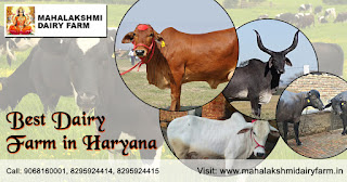 Best Dairy Farm in Haryana