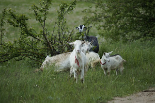 Ketika Sang Pengembala Kambing Mendapat Ujian