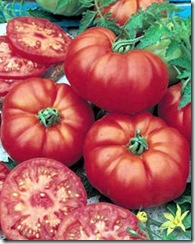 Tomate Marmande