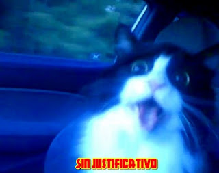 Vídeo: Gatito drogado con anfetaminas. (Por accidente)