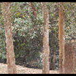 View album