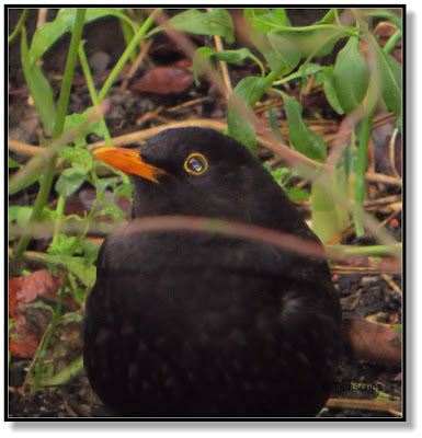 Amsel Männchen