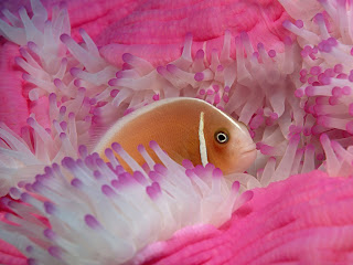 pink anemonefish (23)