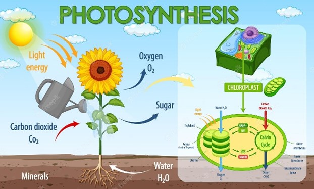 Gambar Proses Fotosintesis