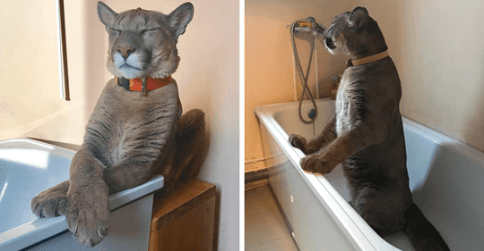 Meet Messi, The Rescued Puma That Lives As A Spoiled House Cat In Russia