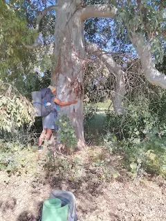 Murielle hugs an old tree trunk