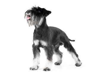 Miniature Schnauzer Puppy Pictures