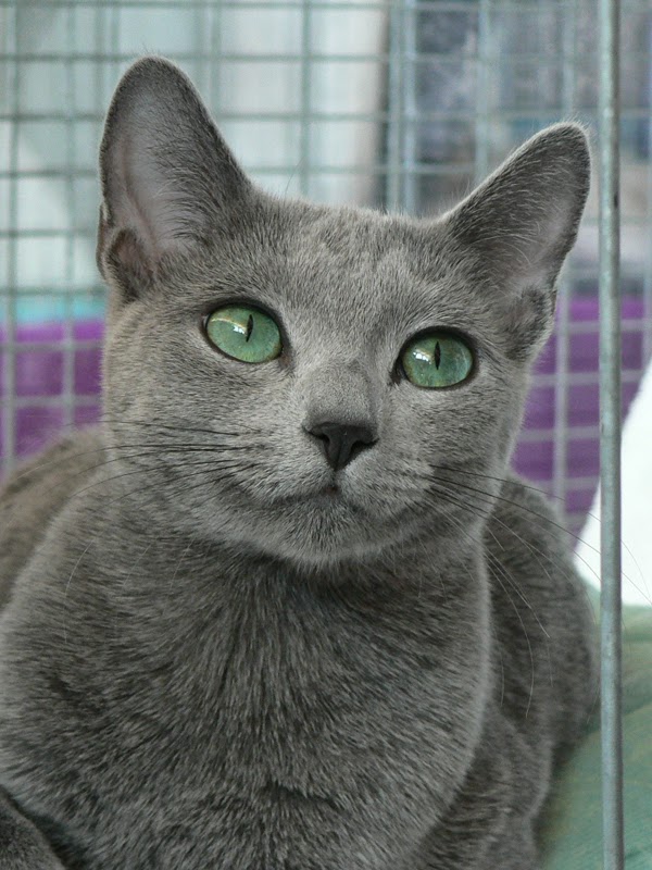  Russian Blue Cat  History Annie Many