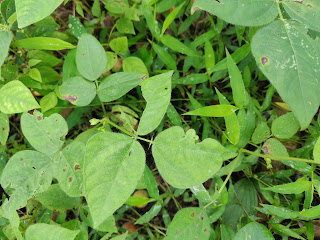 Pokok kekacang