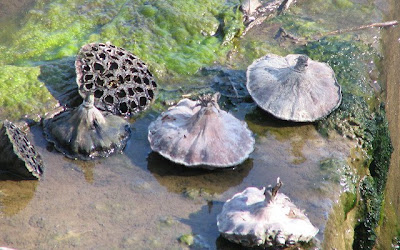 lotus seed pods