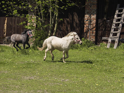 konie, kucyki, konie na wybiegu, zabawy kucyków, pensjonat dla koni w Węgrzcach koło Krakowa