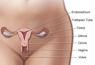 what does vulvar cancer look like.