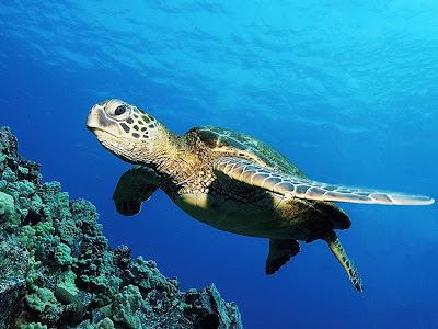 Sea Turtle poster