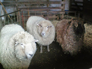 Sheep_at_Daniel_Boone_Homestead_2014_before_shearing