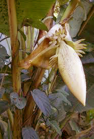 jantung pisang hutan