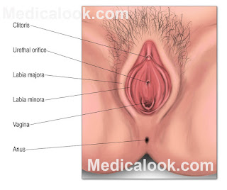  vagina, aparelho reprodutor feminino fotos reais, pénis cresce até que idade, pénis portugues, hímen, uretra, utero, pila, candidiase