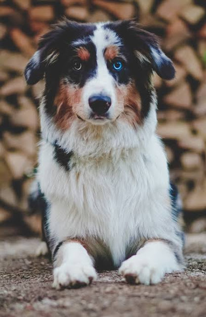 Australian Shepherd is one out of the most popular dog breeds in the United States.