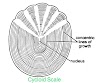 Scales : Types of Scales in Fishes 