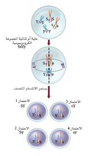 خلية تحوي أربعة كروموسومات