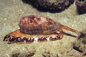 http://www.newscientist.com/article/dn26820-cunning-snails-drug-fish-with-insulin-then-eat-them.html%23.VL2LCbaQGK0#.VL4WPkjPGNN