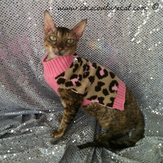 Coco the Cornish Rex cat in pink leopard print sweater