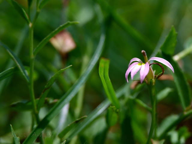 Lobelia chinensis