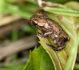 Young common frog, Rana temporaria.  One of many heading towards the lake.  Hayes Street Farm, 13 June 2011.