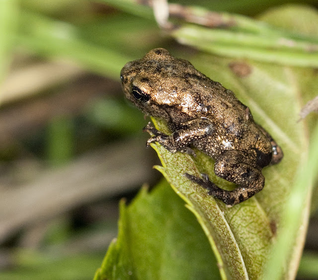 Young common frog, Rana temporaria.  One of many heading towards the lake.  Hayes Street Farm, 13 June 2011.