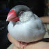 Health Issues of Java Sparrow