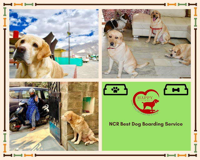 NCR Best Dog Boarding Service