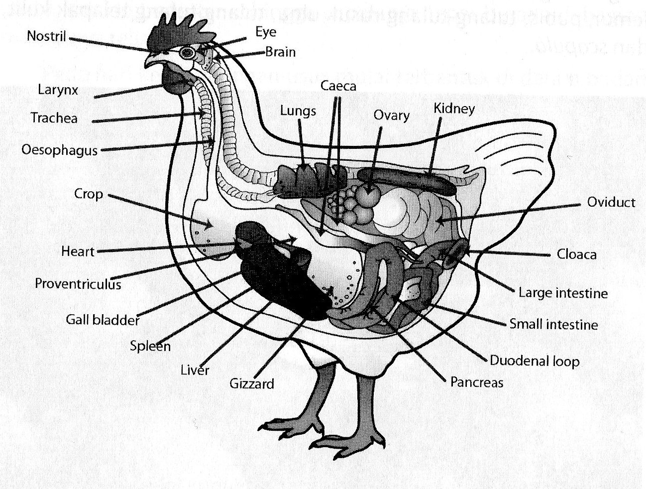 Gambar Sistem  Pencernaan  Pada Ayam AR Production