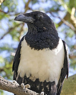 Pied crow