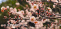 皇居東御苑の梅と寒桜