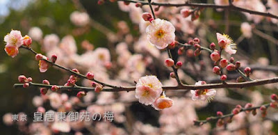 皇居東御苑の梅と寒桜