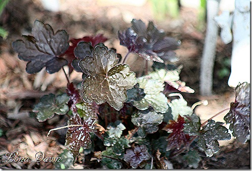 Heuchera_PurplePalace