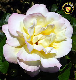 VILLERS-LES-NANCY (54) - La roseraie du Jardin botanique du Montet - Rose Jardin de Bagatelle