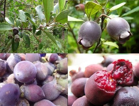 Quả Cây Sim - Rhodomyrtus tomentosa - Nguyên liệu làm thuốc Chữa Đi lỏng-Đau Bụng