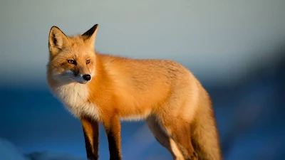 Free Red Fox, Predator, Animal, Snow Wallpaper