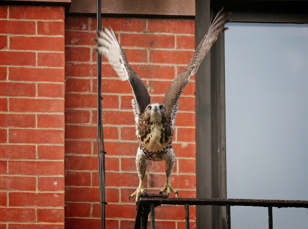 Tompkins Square red-tail fledgling takes off from a fire escape