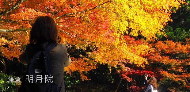 鎌倉 明月院の紅葉は 拝観口付近と本堂裏庭園がすごい ひとり旅が好きな女のブログ