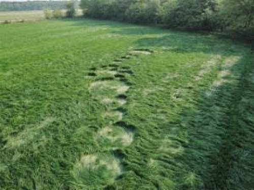 First Crop Circle Of April 2011 Bosschenhoofd Holland 24Th April