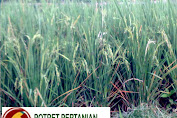 PEMUPUKAN PADI ( Oryza sativa )