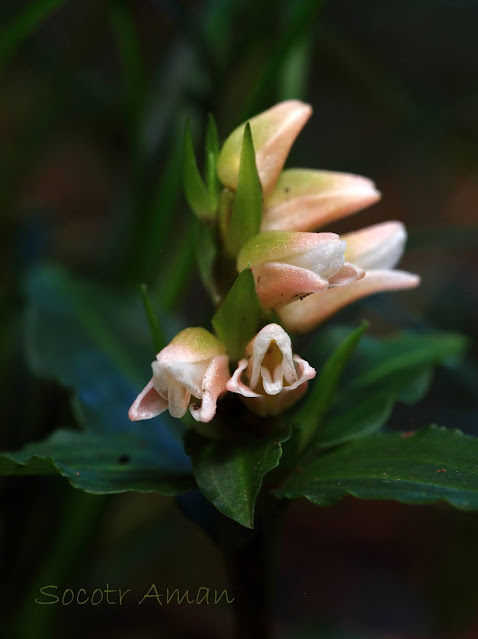 Goodyera foliosa