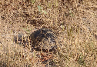 A lucky tortoise I saved from the road