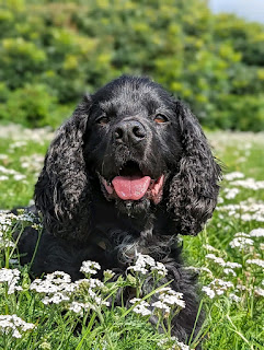 This is which is photo two, after changing my position, it's now a close up head shot of Boris the black cocker Spaniel looking directly into the camera, he's laying amongst the long grass surrounded by the same small white flowers as in photo one, some of the flowers are in focus in the fore ground and taper go out of focus in the background which shows a large out of focus hedge some distance away