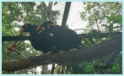 Tips mengajari burung berbicara