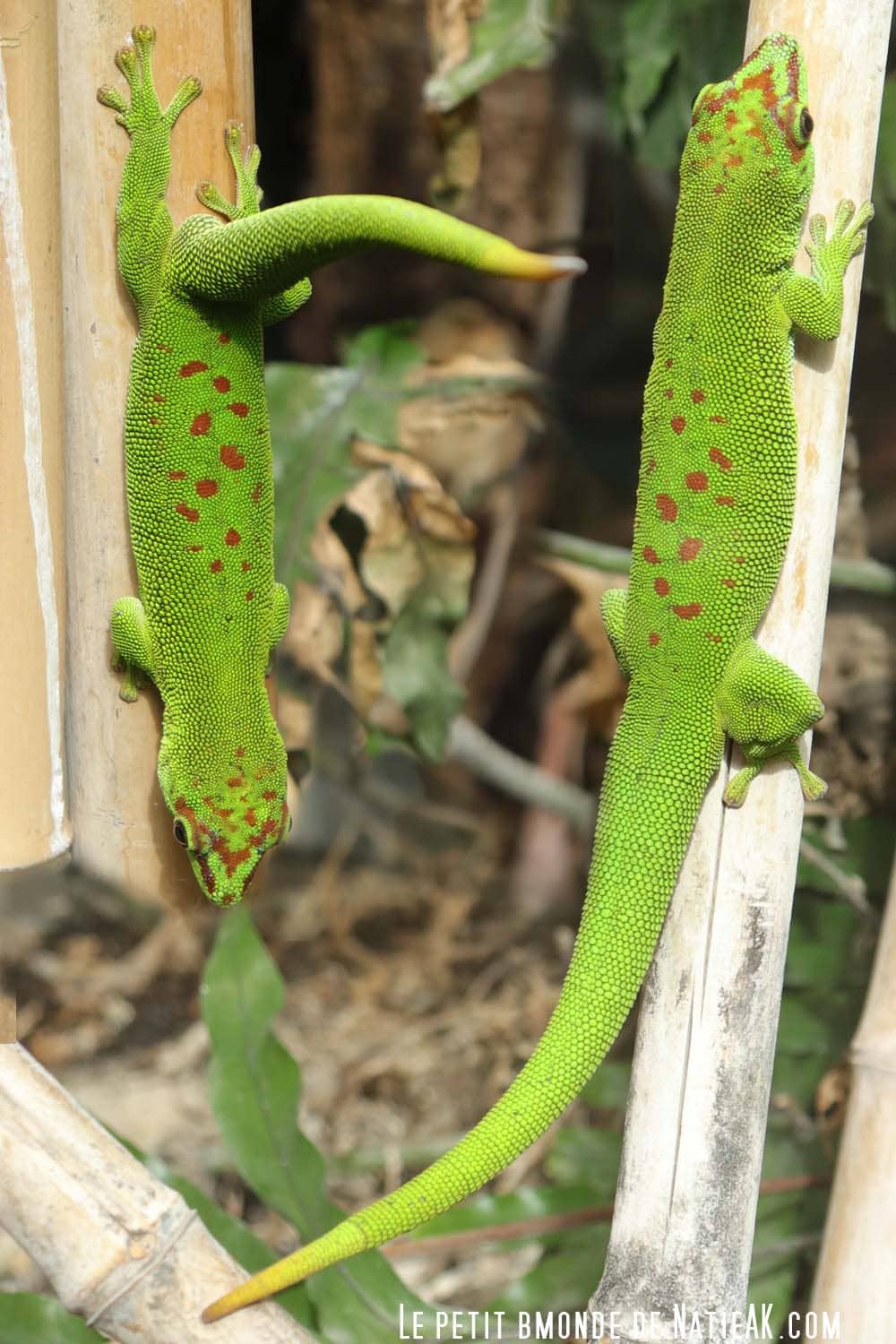 gecko Madagascar Zoo de vincennes