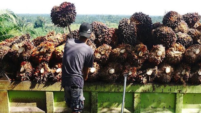 Harga TBS Sawit di Sumut Turun Pekan ini Rp 2.608/Kg